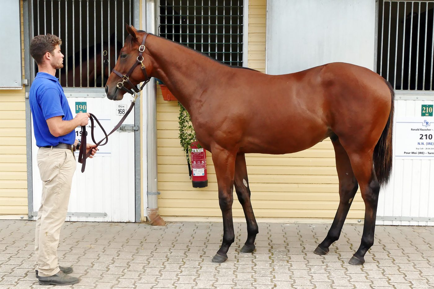 Tertullian Conformation Shot - OTI Racing & Bloodstock