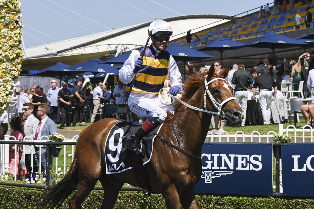 Sydney Cup tilt awaits G3 N E Manion Cup winner Timour OTI Racing