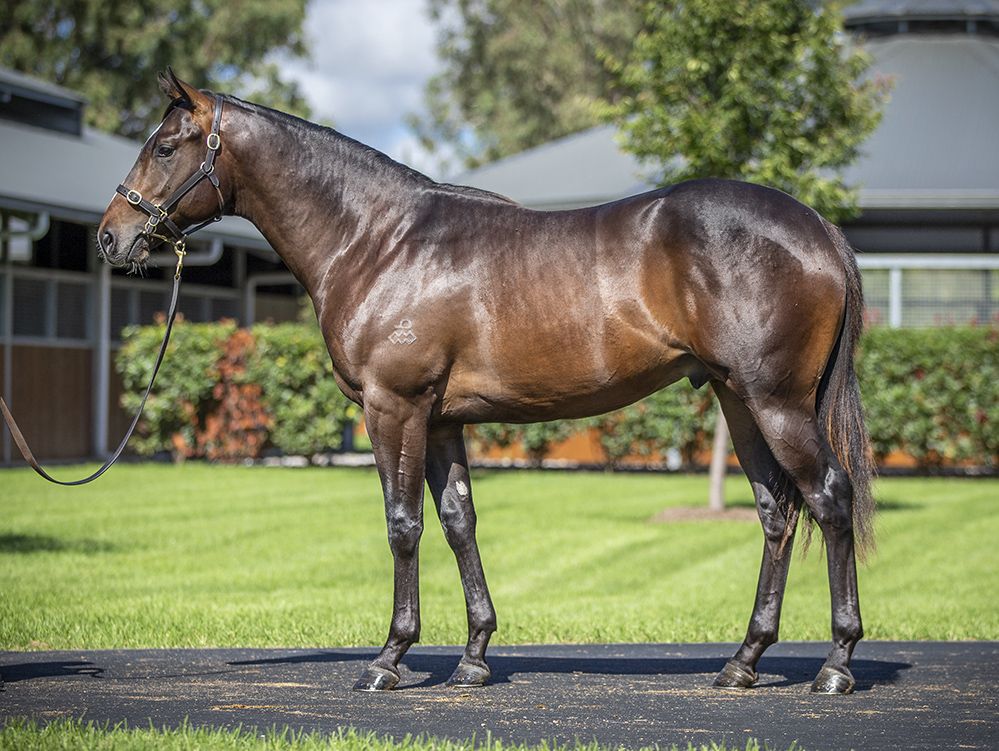 Altruist as a yearling in 2022