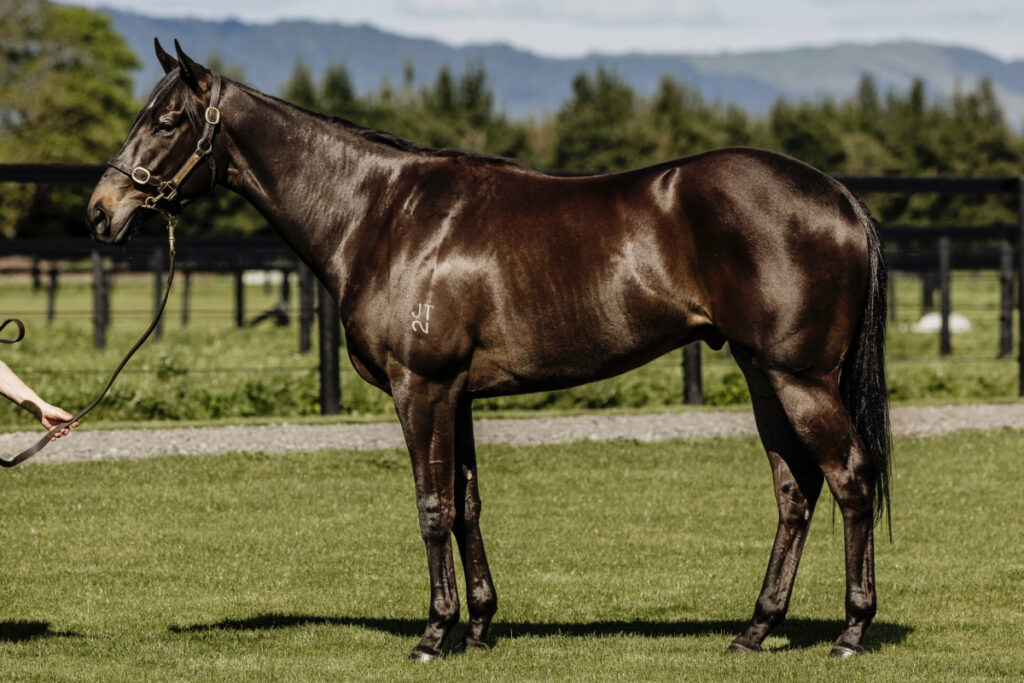 Shamus Award x Pirellina '22 gelding